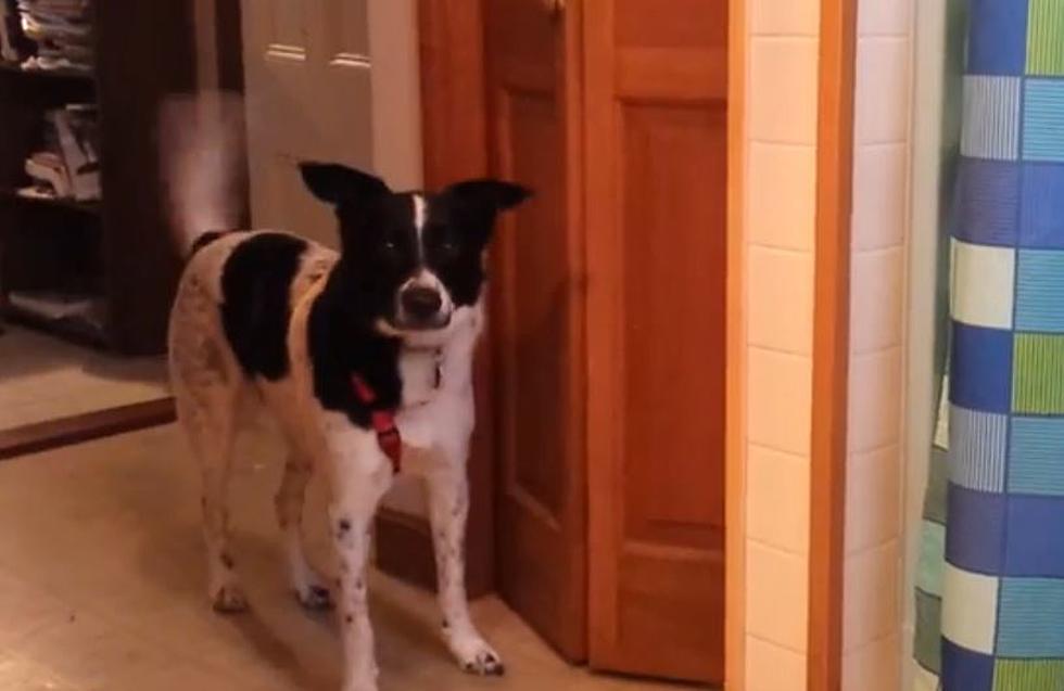 Maine Dog Can Fetch TP In Time Of Need [VIDEO]