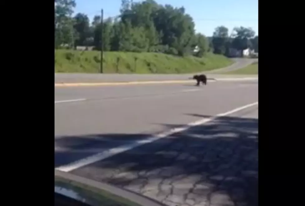 Belfast Bear Beats Feet For His Life – And Makes It [VIDEO]