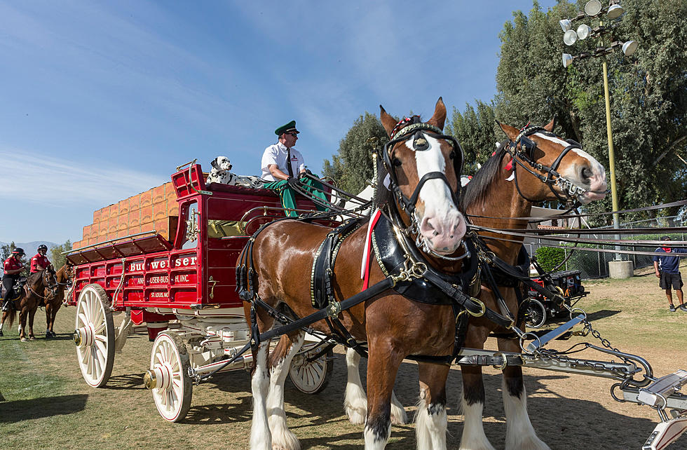 Budweiser Clydesdales in Rockland