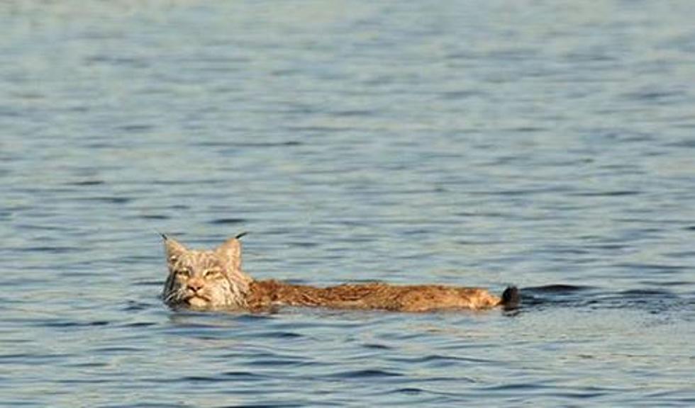 Adult Lynx Goes For A Swim Within The Allagash Wilderness Waterway [PHOTOS]
