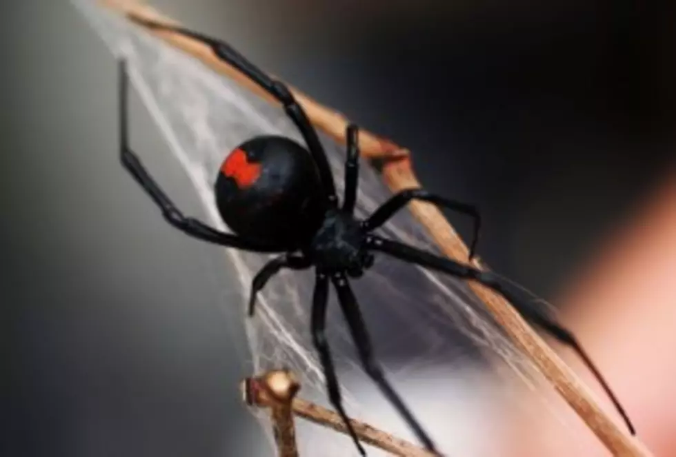Portland Woman Finds Black Widow Spider Within Bag Of Grapes