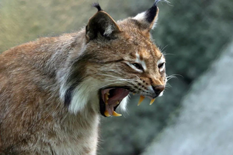 Canadian Lynx Filmed In Baxter State Park [VIDEO]