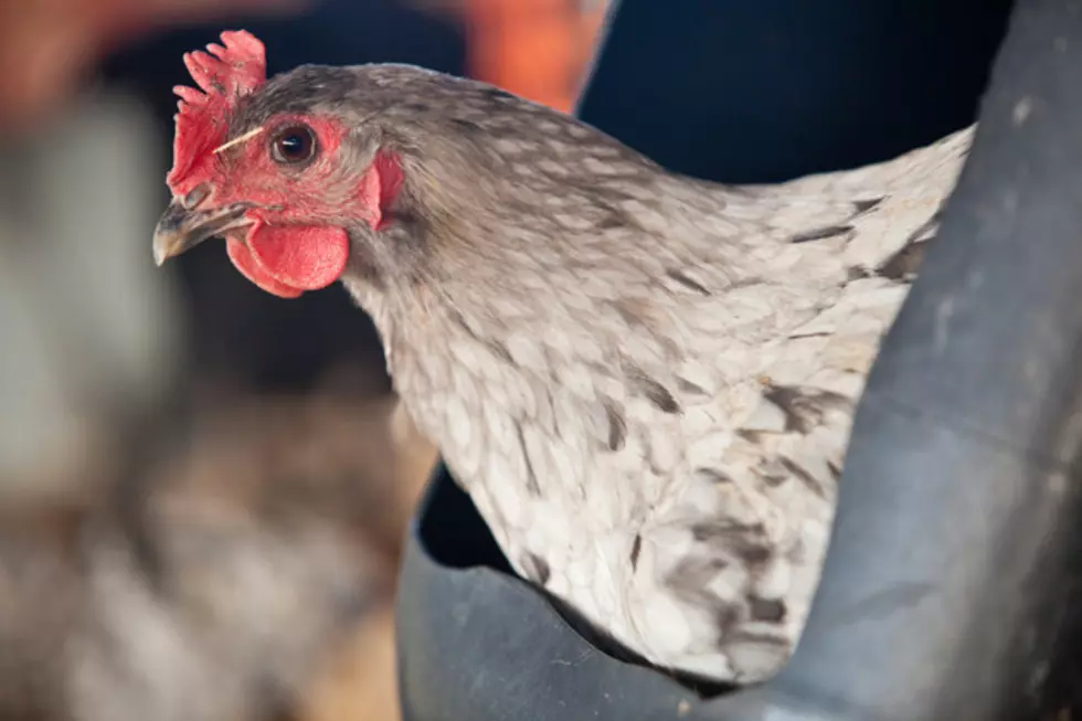 Chicken Agility, Whodathunkit.