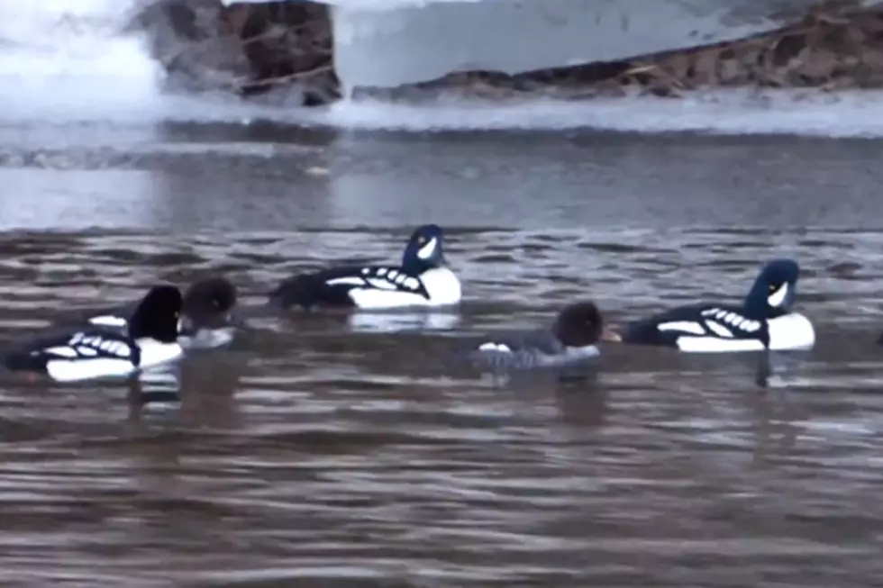 Protected Ducks Visit Bangor