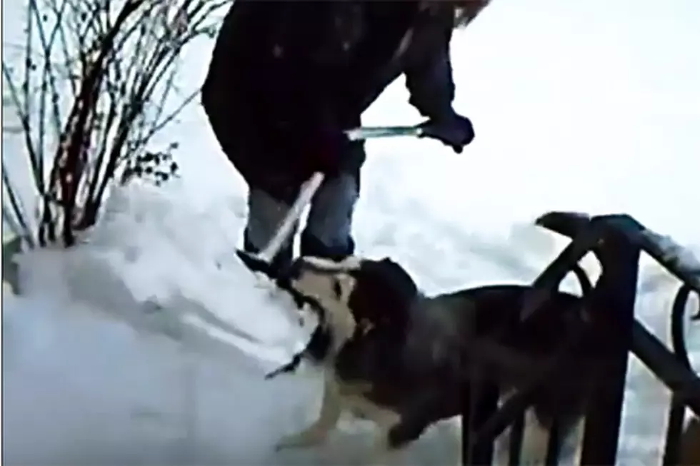Dogs Help Their Owners Shovel Snow
