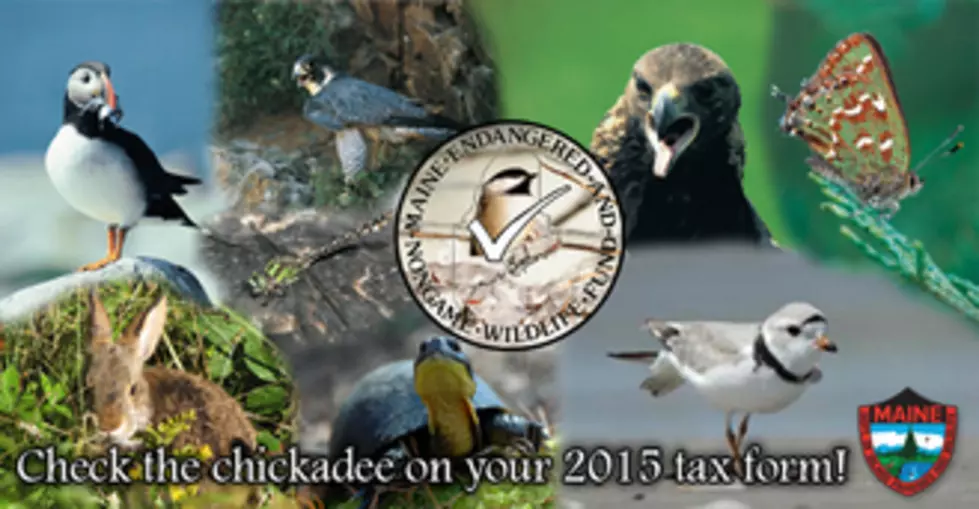 Chickadee Checkoff Is Love Of Maine&#8217;s Wildlife Expressed