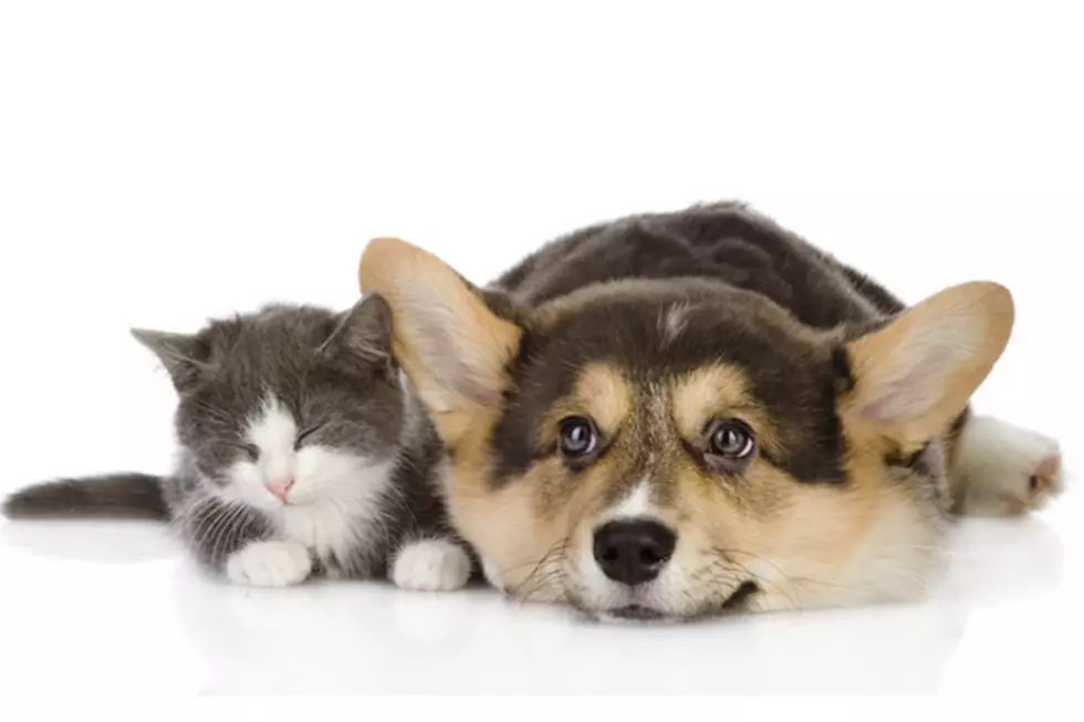 Science Proves The Dog Really Does Love You More Than The Cat