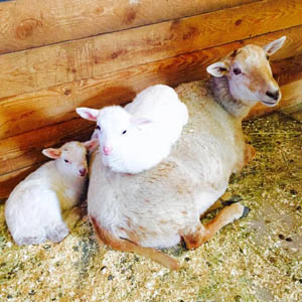 New Katahdin Lambs At Unity College