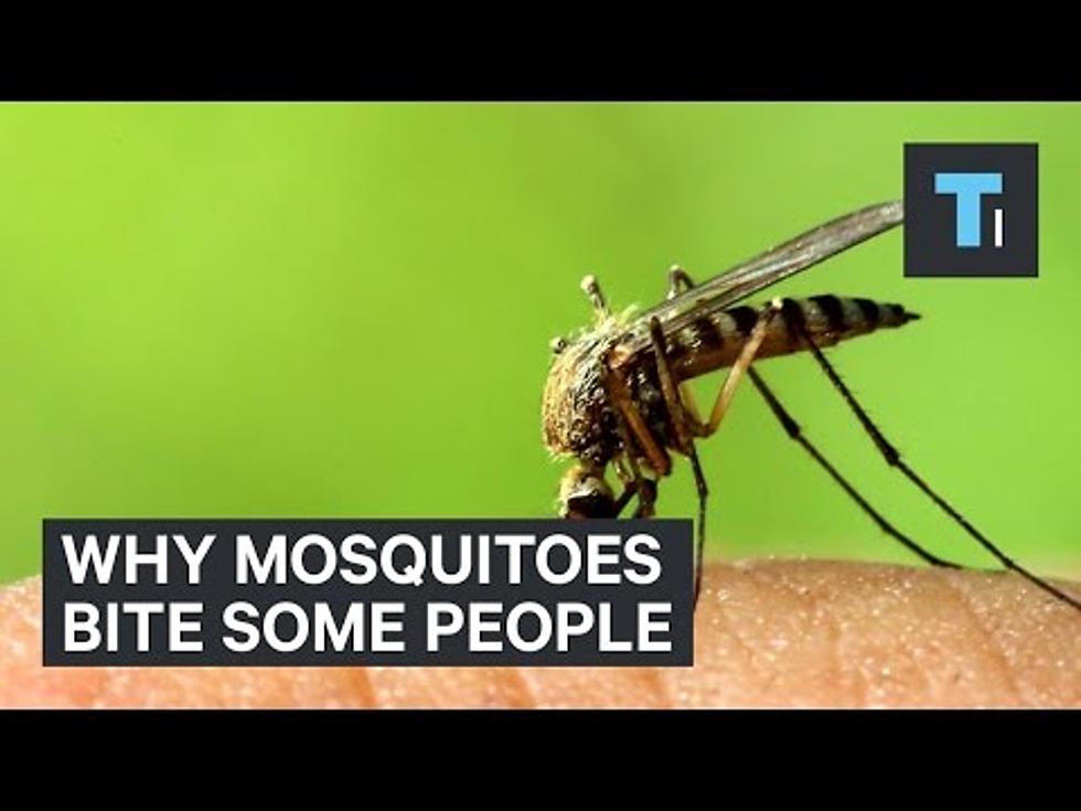 Why Mosquitoes Eat You While They Pass Your Friend By
