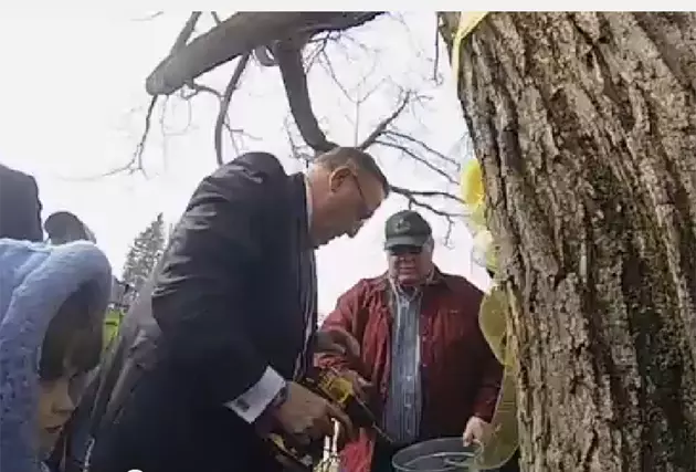Governor Taps Blaine House Maple In Annual Celebration Of Maple Season