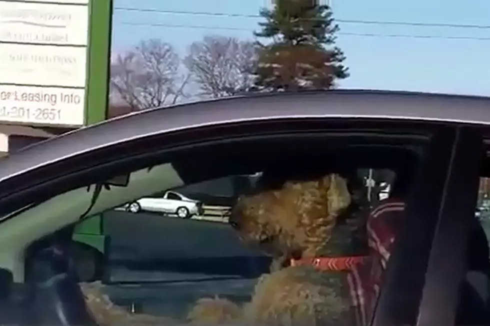 Impatient Dog Lays On The Horn