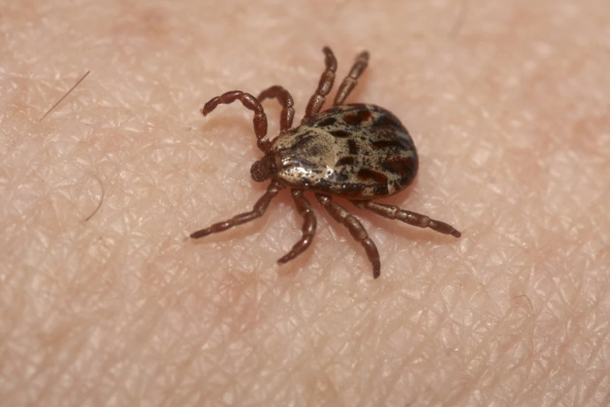 Tick Season In Maine Arrives Early How To Remove A Tick