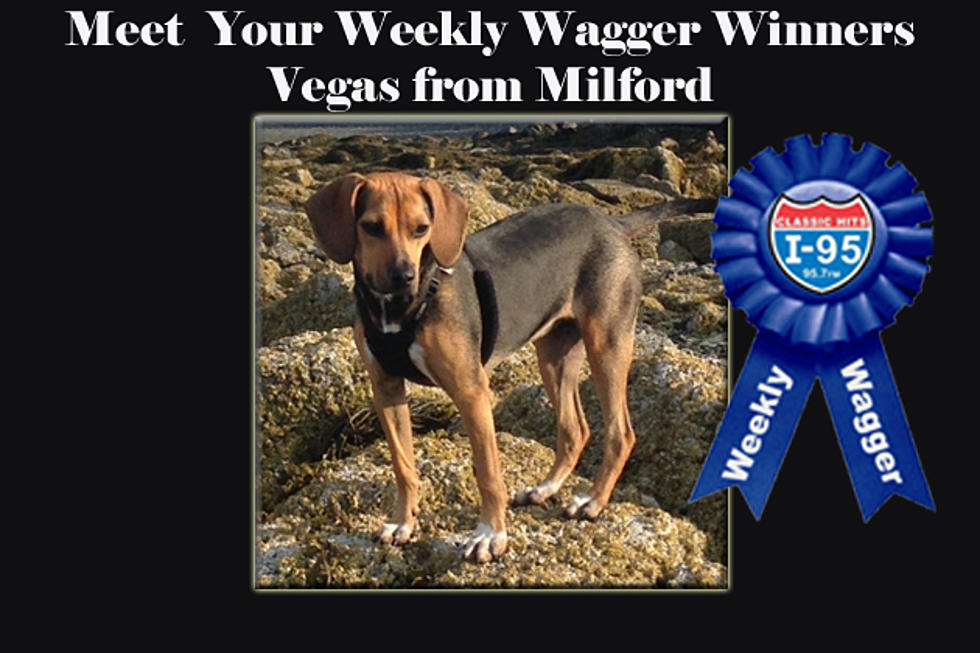 Vote for the Weekly Wagger!