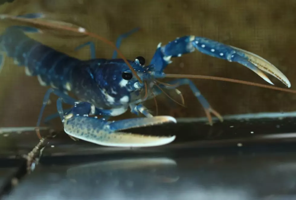 Blue Lobsters Caught Off The Coast Of Nova Scotia