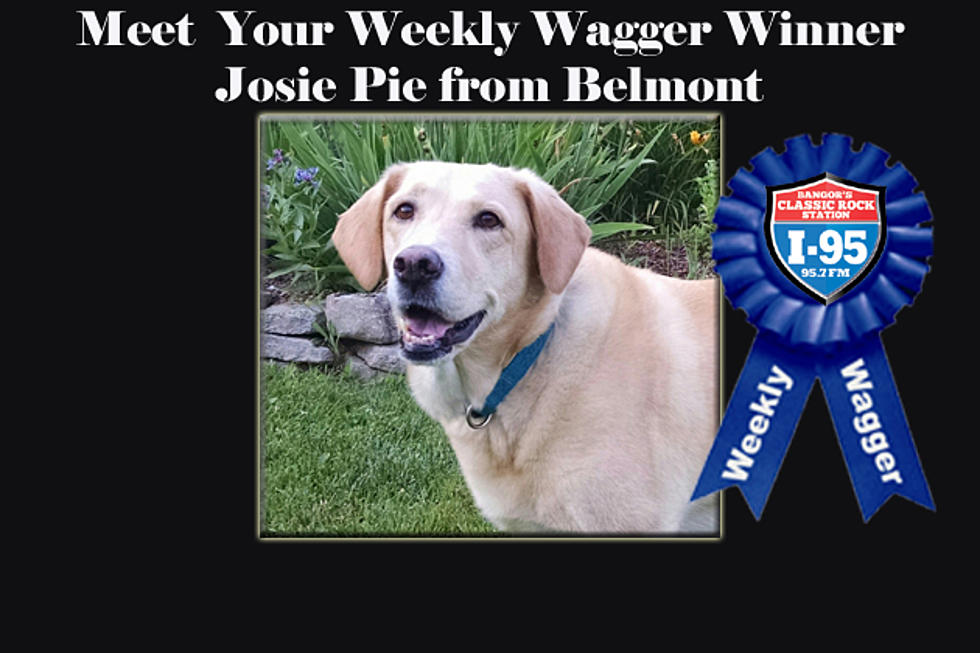 New I-95 Weekly Waggers Are Ready To Go, Vote Today!
