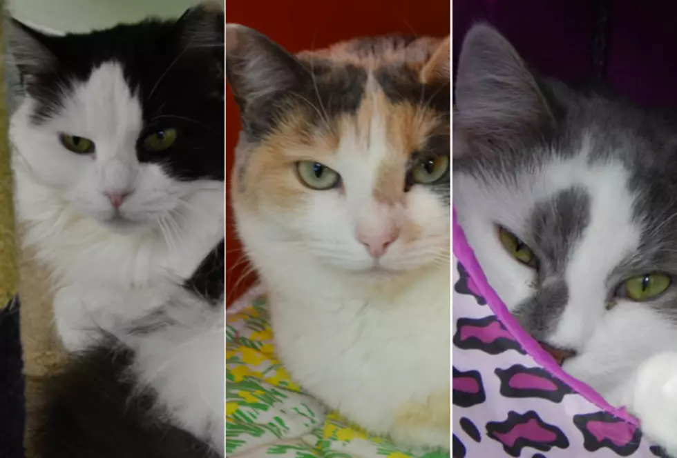 Harmony, Matilda And Juliet Are The SPCA Pets Of The Week