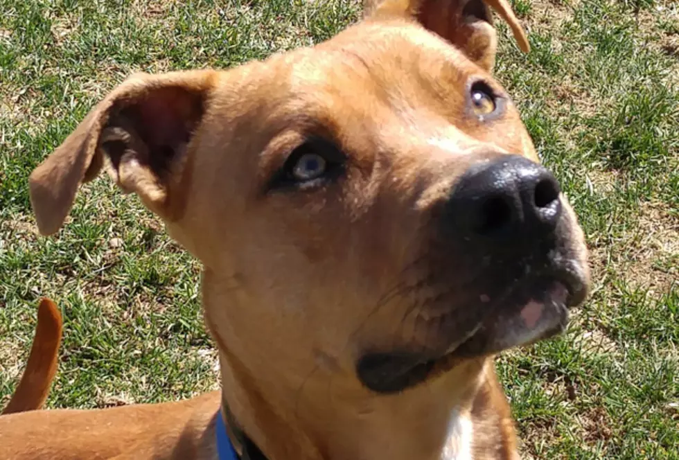 Rudy Is The SPCA Of Hancock County Pet Of The Week