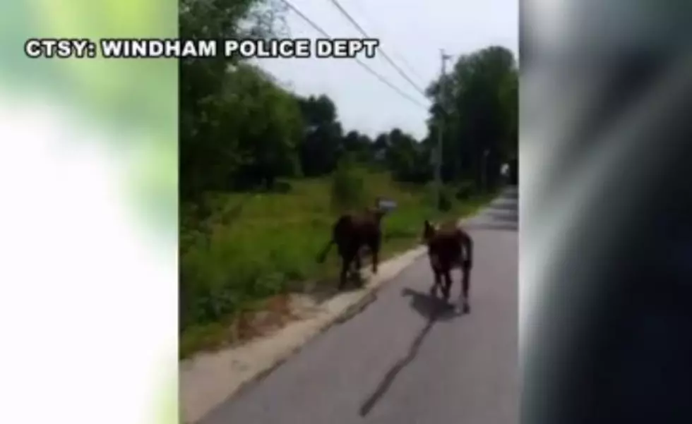 Windham Police Officer Corrals Evasive Perps [VIDEO]