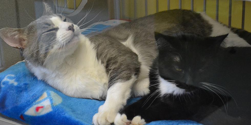 Jace and Dolly Are The SPCA Pets Of The Week