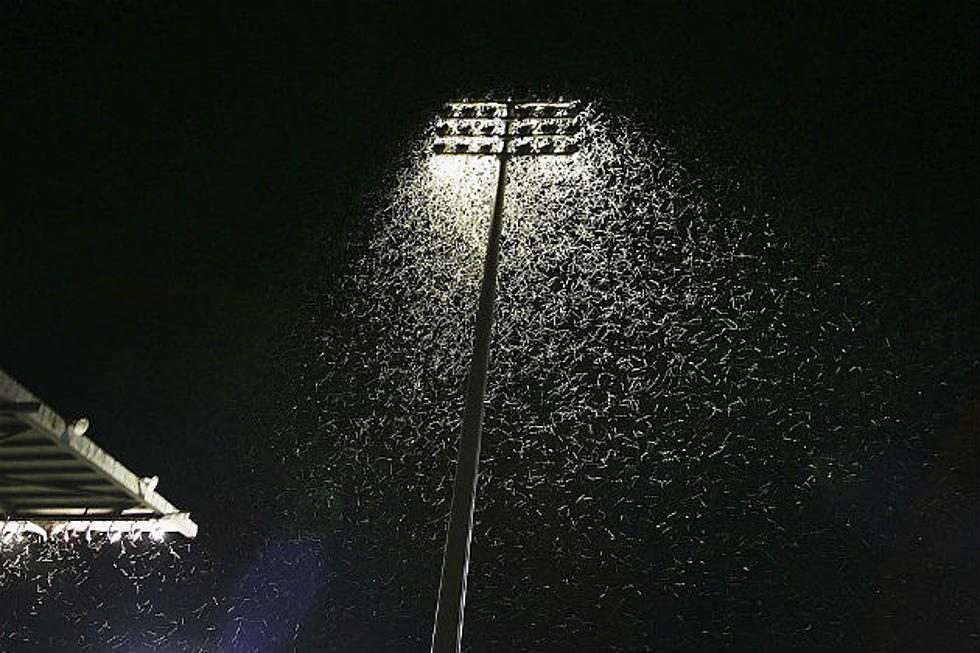 NSFW – A Swarm of Moths Big Enough to Be Seen on Radar Near Maine Border!  [VIDEO]