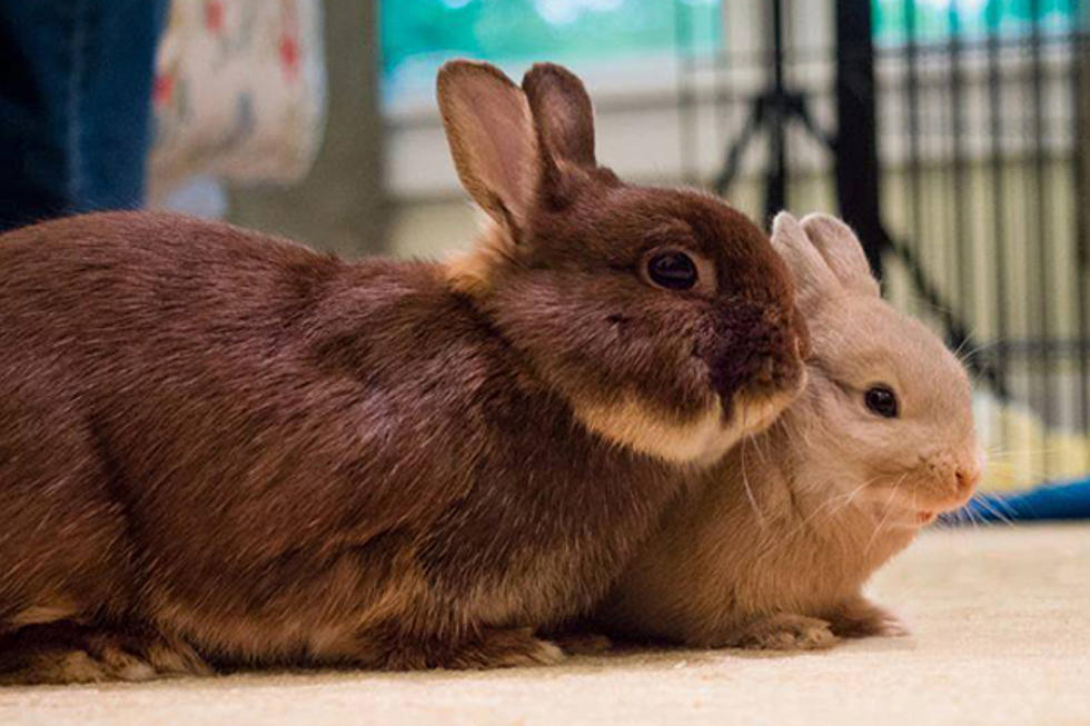 Cottontail Cottage Lamoine Needs Some Help