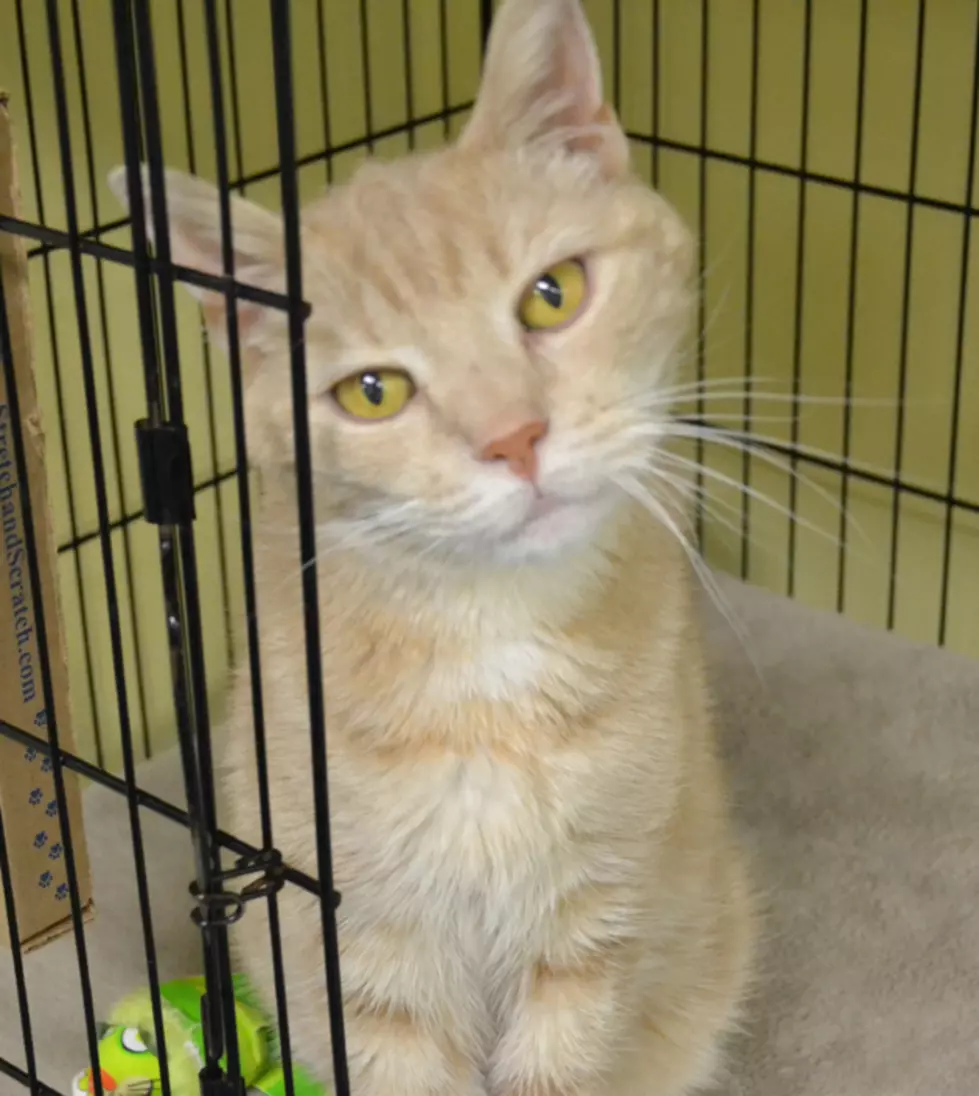 Sammy Is The SPCA Of Hancock County Pet Of The Week
