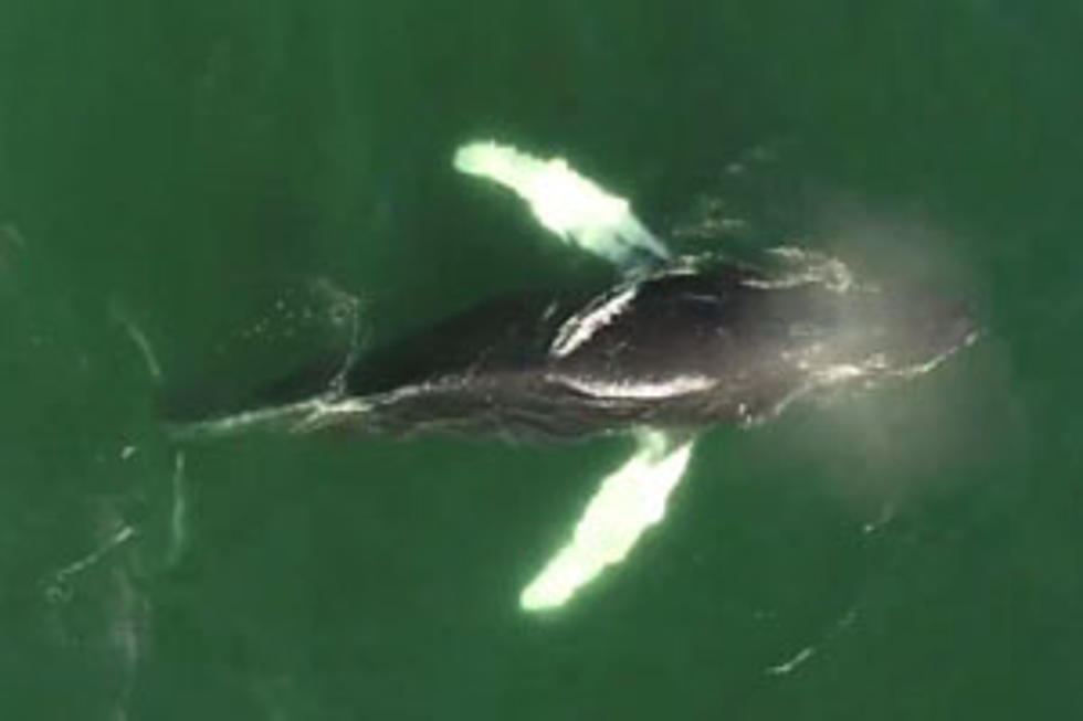 Watch:  Amazing Aerial Footage Of A Young Humpback Whale