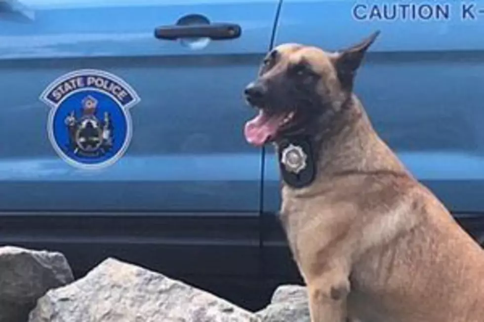 State Police Dog Winger Saves The Day In Southwest Harbor
