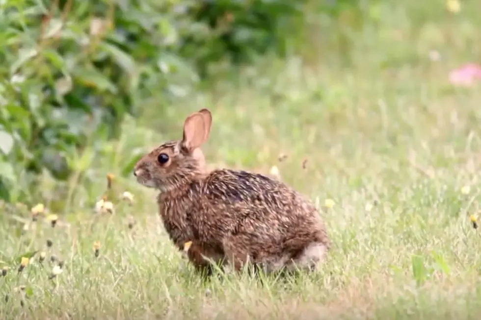 Meeting To Save New England Cottontails In Maine September 27 [INFO]