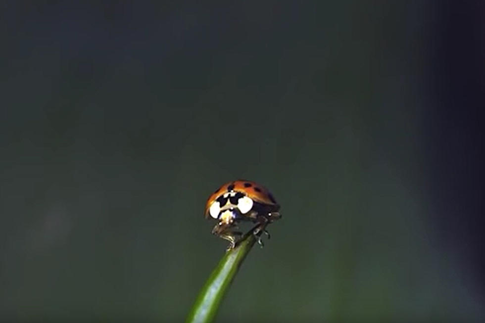 Slow Mo Ladybug Taking Off Is Amazing
