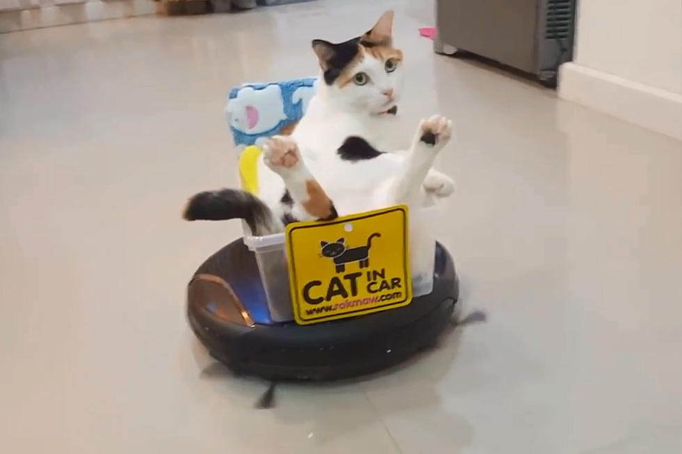 New Roomba Cat Will Make You Smile