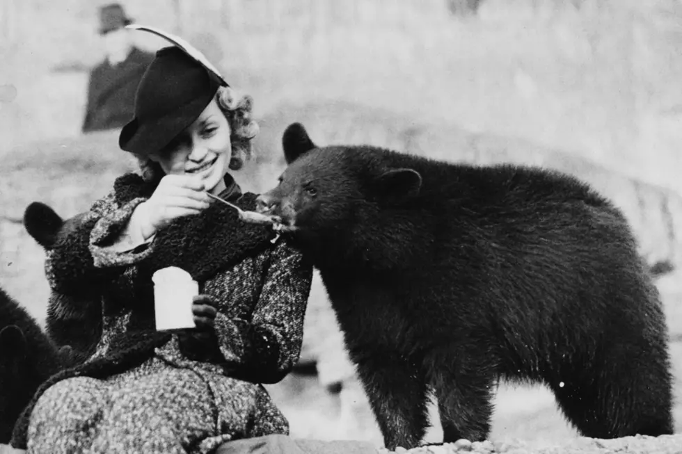 Maine’s Love Affair With The Maine Black Bear [Local Videos]