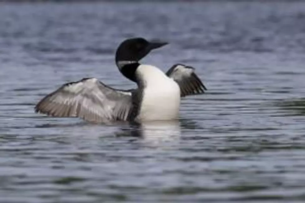 To Protect Loons, Some Lead Fishing Jigs Are Now Illegal In Maine