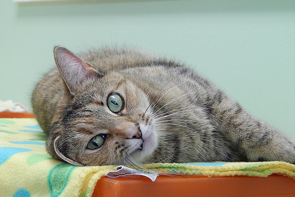 Kitty Is The SPCA Of Hancock County Pet Of The Week