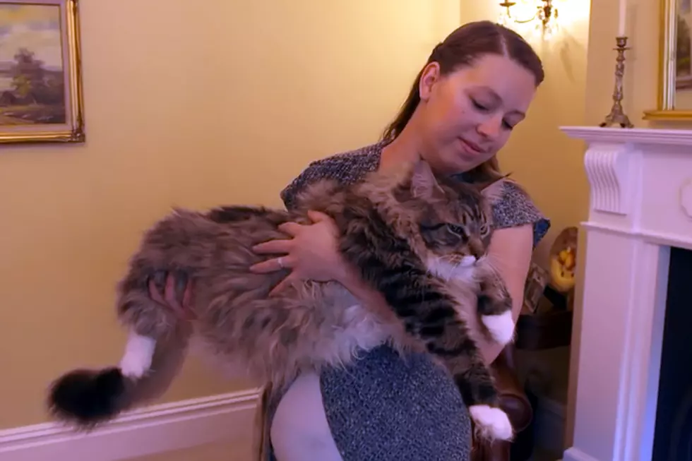 Maine Coon Cat Makes Guinness Book Of World Records