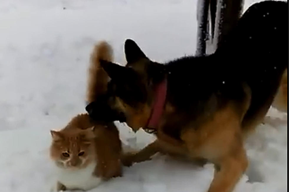 Dog Treats Cat Just Like A Little BrotherAnd Not In A Good Way