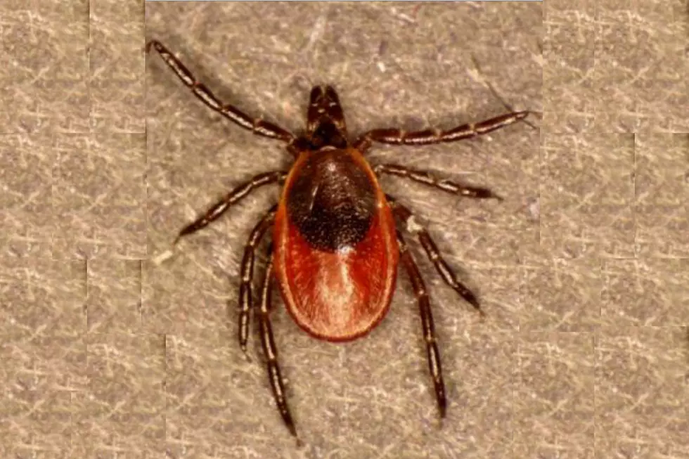 Spring in Maine Means Ticks Are Here and Wanting You Once Again