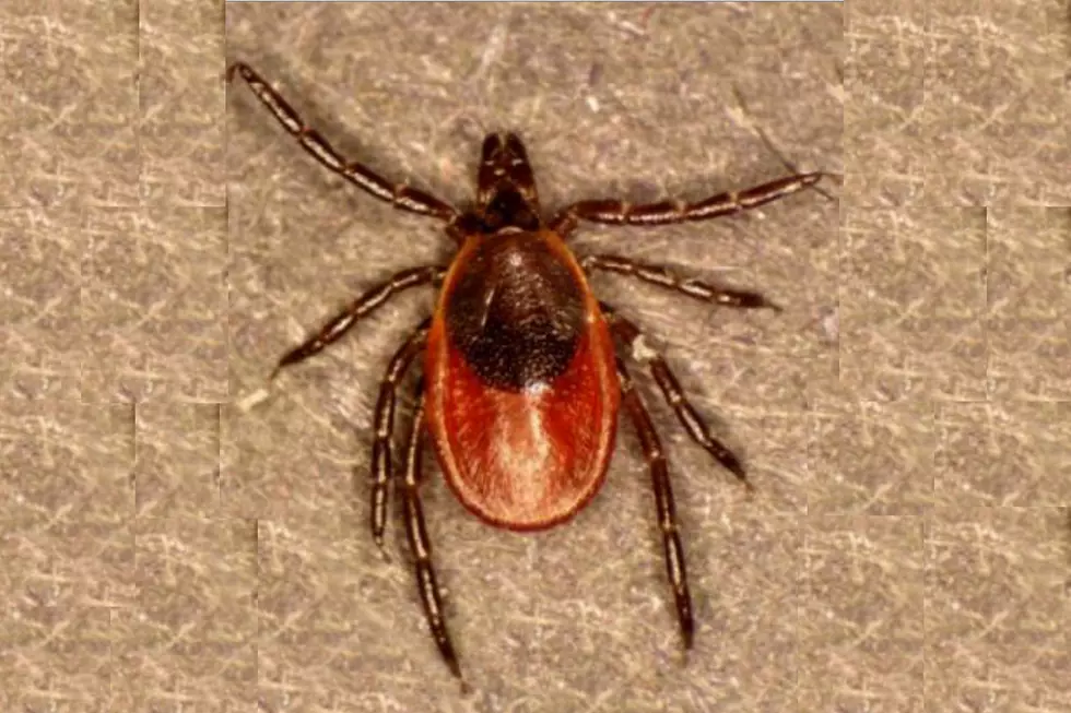 Maine Hits Three Year Low For Lyme Disease