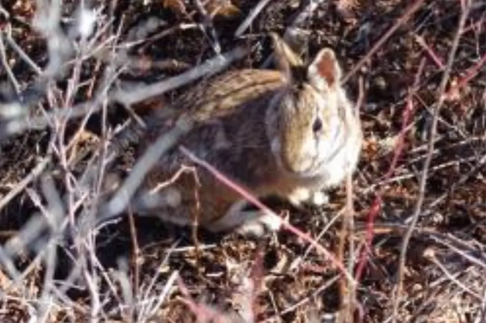 Maine Biologists Asking for Help Spotting New England Cottontails