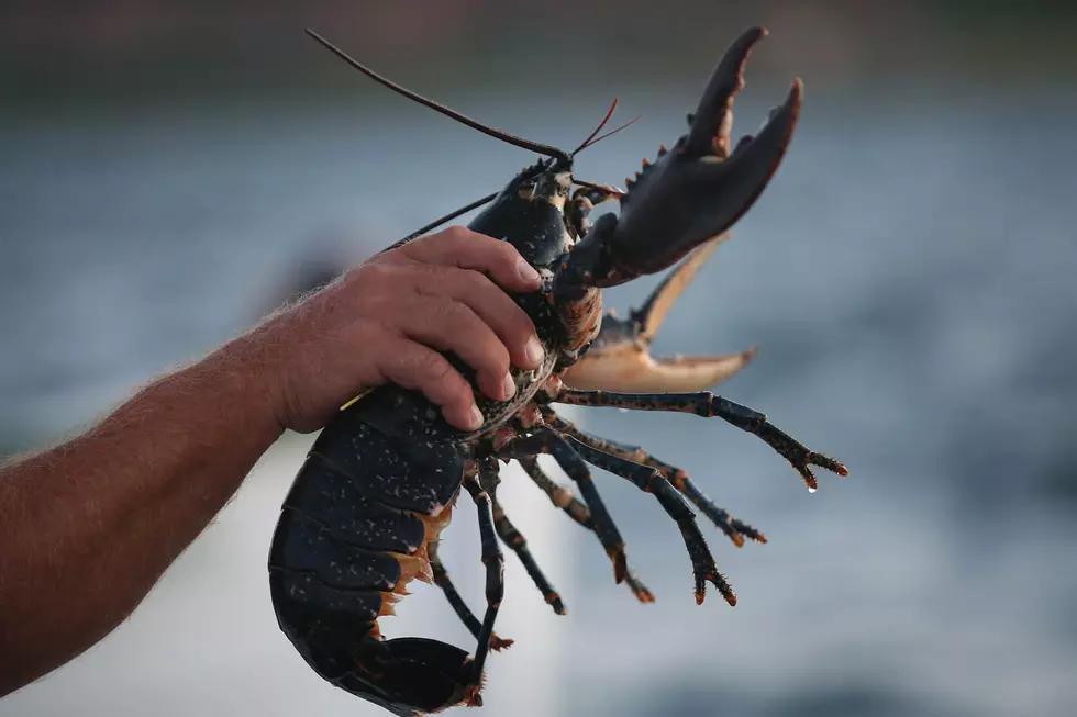 4th of July Lobster Races in Bar Harbor [VIDEO]