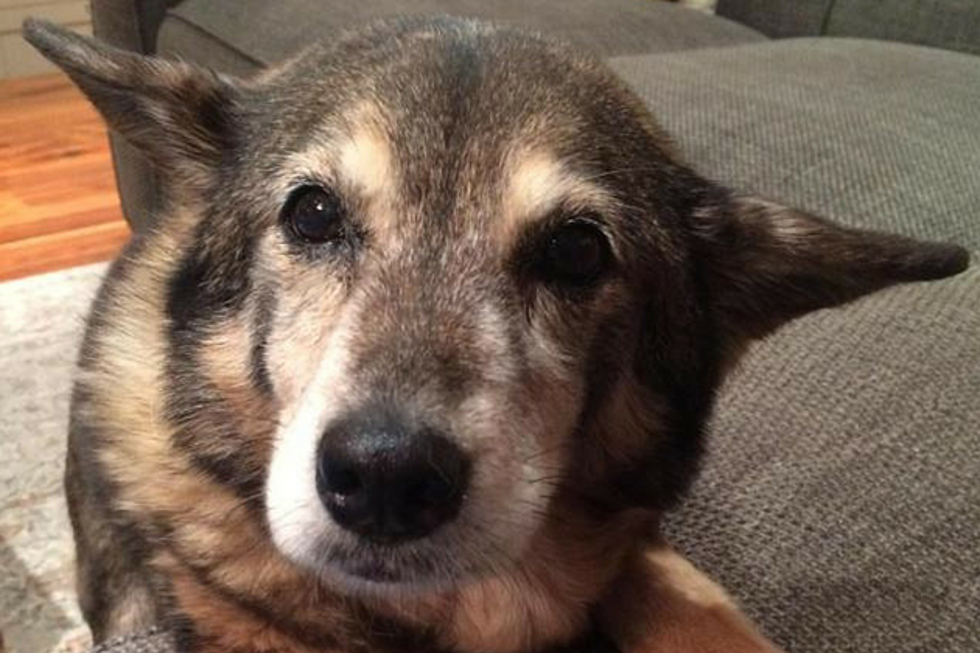 This Senior Pup in Brunswick, Maine is Looking for Her Retirement Home