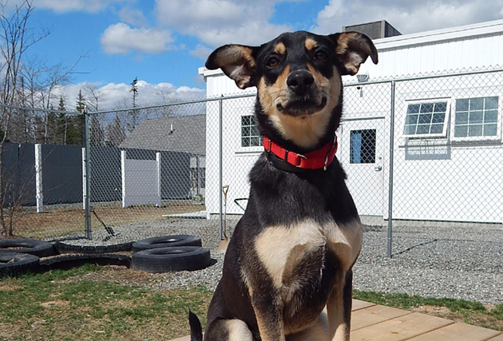 Sweet Pea Is The SPCA Of Hancock County&#8217;s Pet Of The Week