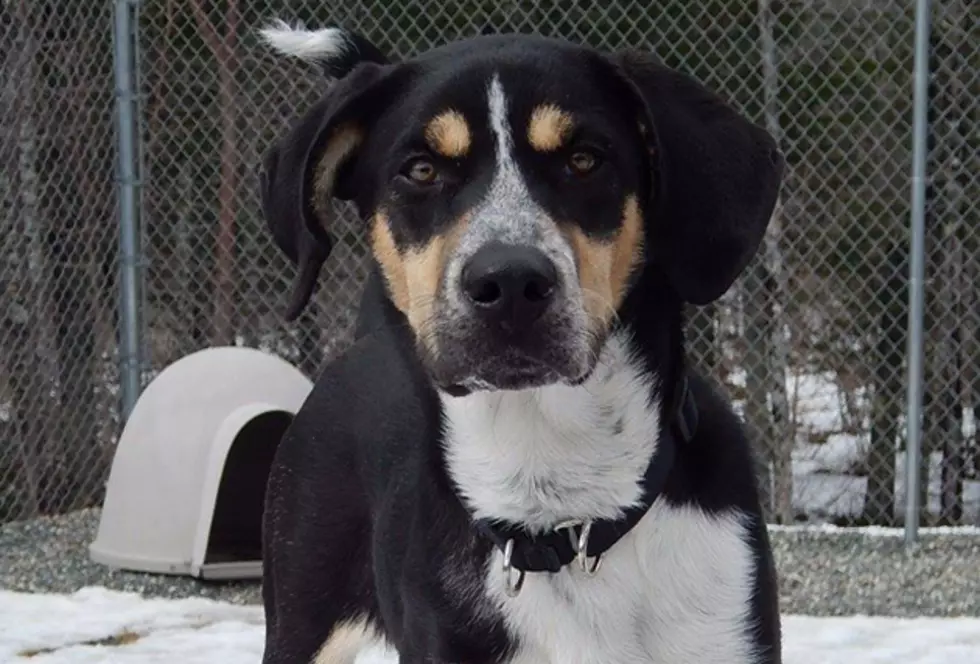 Pet Of The Week Mokey Would Make A Great Hiking Buddy