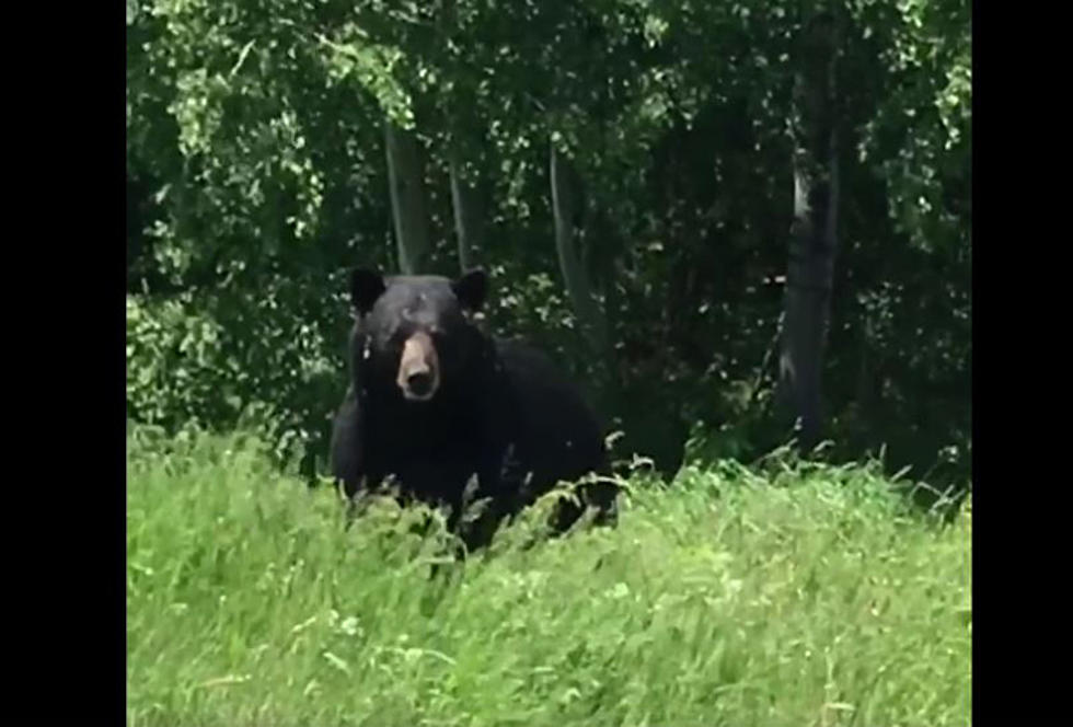 Maine Forest Ranger Films Inquisitive Black Bear [VIDEO]