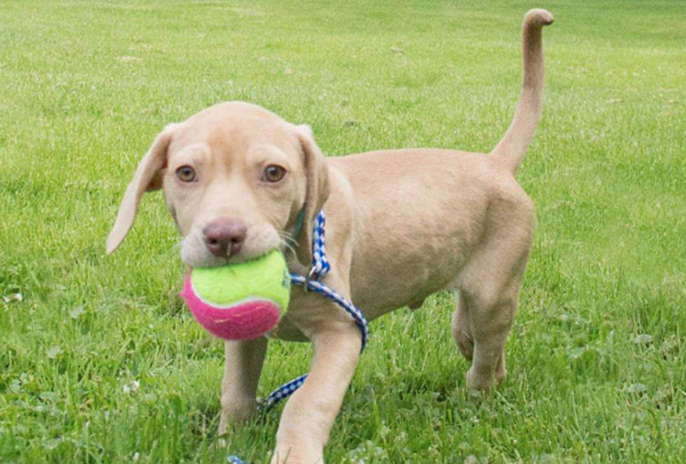 17 Mississippi Dogs And Puppies Available For Adoption Tuesday At Bangor Humane Society