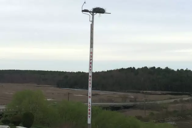 Road Trip Worthy: This Maine Restaurant Has A Live Osprey Cam