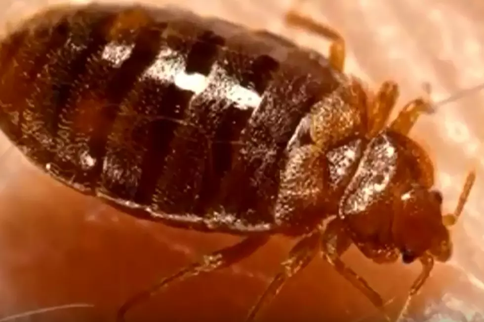 Maine Man Floods Government Office With Bed Bugs After Being Refused Help