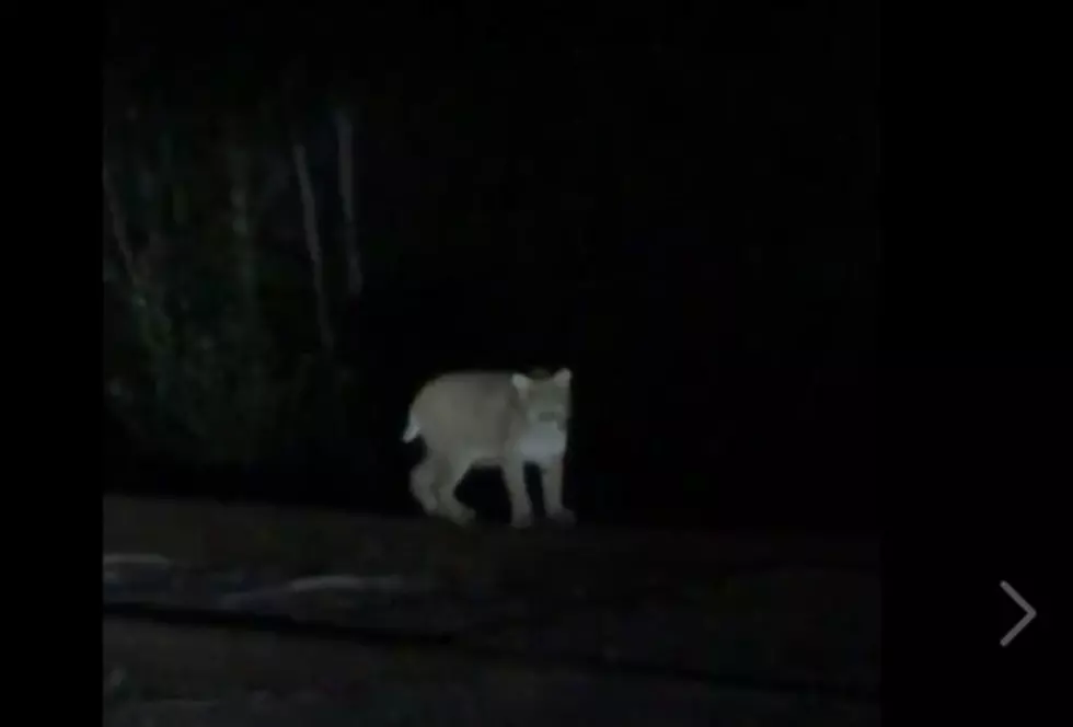Video Shot In Bucksport Shows Reclusive Bobcat Walking The Railroad Tracks [VIDEO]