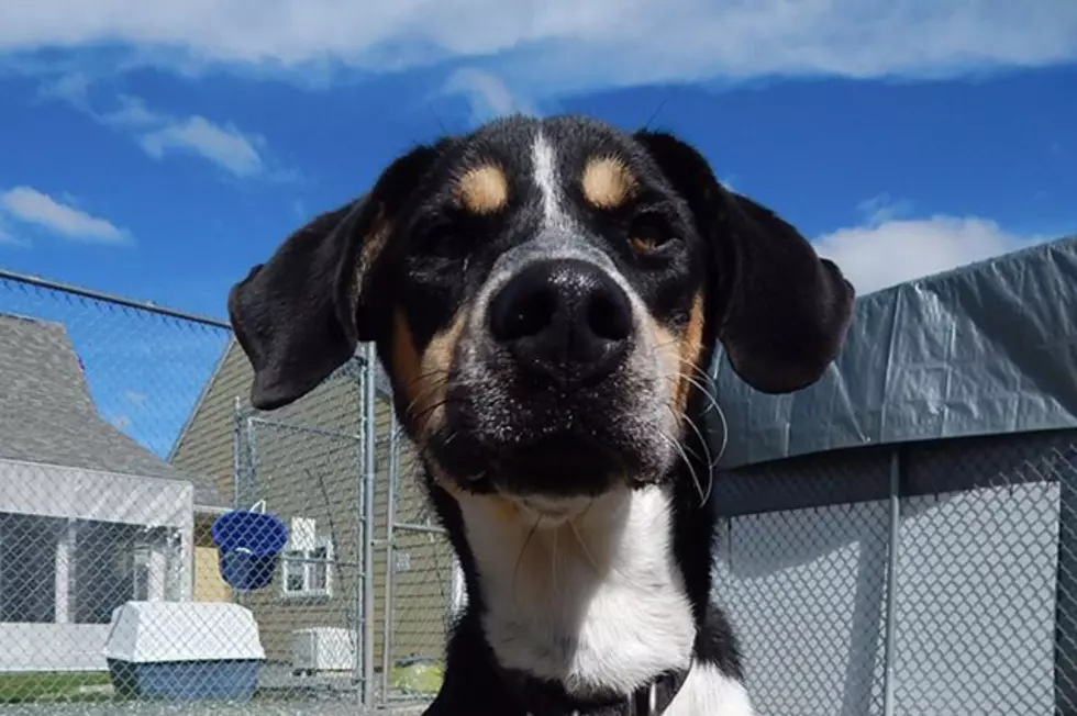 Fun-Loving Mokey Wants To Explore Maine With You &#8211; Available For Adoption Now At SPCA Of Hancock County