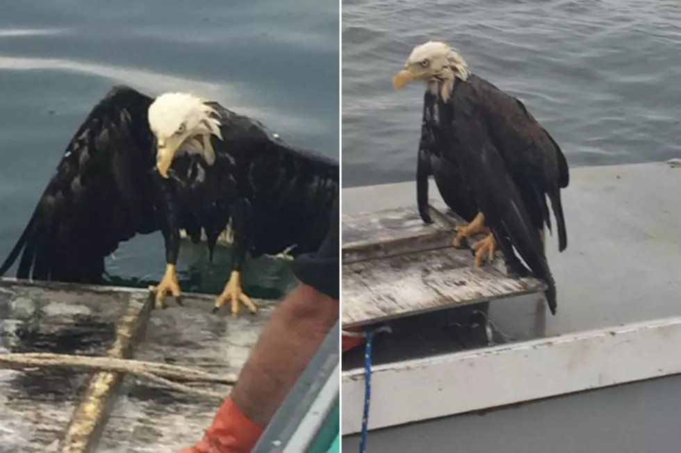 Lobster Fishermen Save Distressed And Swimming Eagle Far Off Schoodic [VIDEOS]